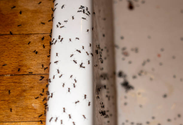 Best Pest Removal Services  in Independence, VA