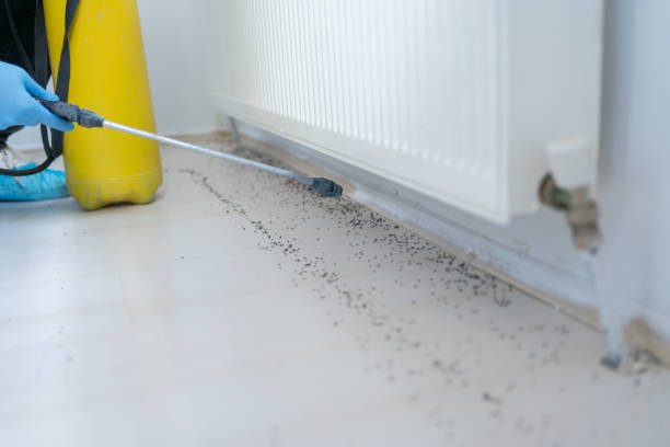 Best Flea Control Services  in Independence, VA
